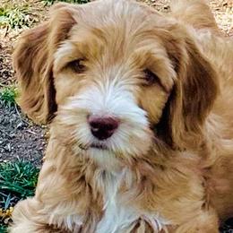 Sycamore Canyon's Salty - Caramel red male Australian Labradoodle puppy in Riverside, California from Sycamore Canyon Labradoodle