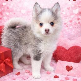 Darling - Gray and white female Pomsky puppy in La Verne, California from Red Cedar Pomskies