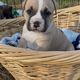Archer - Fawn male American Staffordshire Terrier puppy in Marietta, Georgia from Ambition Amstaffs