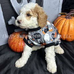 Aston Martin (Blue Collar) boy - Parti male Goldendoodle puppy in Corona, California from Fluffy Puppy Mini Doodles LLC