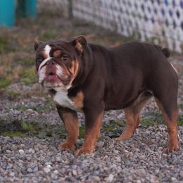 Cosmo - Bulldog