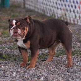 Cosmo - Bulldog
