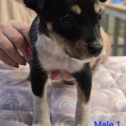 1 - Black tan and white male Rat Terrier puppy in Divide, Colorado from Outlaw Farm and Kennel