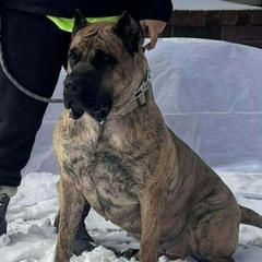 Reecie - Perro de Presa Canario