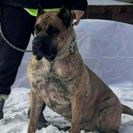 Reecie - Perro de Presa Canario