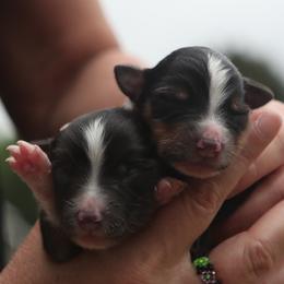 Speedy - Black tri male Miniature American Shepherd puppy in Valparaiso, Indiana from Wigglebutt