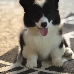 American Corgi and Pembroke Welsh Corgi Puppies from Beebe’s Corgis | Seven B Corgi Co