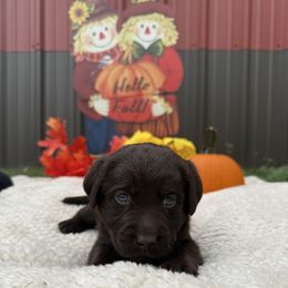 Girl 2 - Chocolate female Labrador Retriever puppy in Conroe, Texas from XOM Retrievers