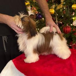 Scarlet - Shih Tzu