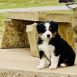 Australian Shepherd, Miniature Australian Shepherd, and Toy Australian Shepherd Puppies from Hunt Farms Mini Aussies