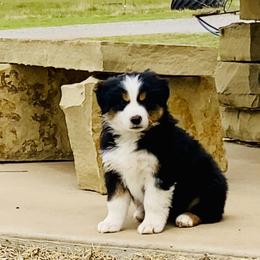 Australian Shepherd, Miniature Australian Shepherd, and Toy Australian Shepherd Puppies from Hunt Farms Mini Aussies