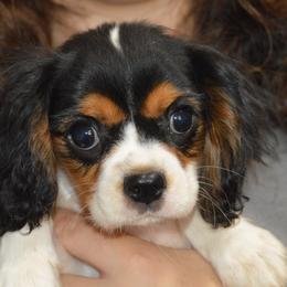 Boy 3 - male Cavalier King Charles Spaniel puppy in Bowman, Georgia from Mid Lake Cavaliers