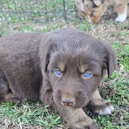 Red Tri Female - Red tri-color female Australian Shepherd puppy in Crossville, Alabama from Bluff View Aussies
