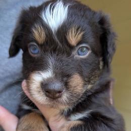 Boy 5 - male Australian Shepherd puppy in Acworth, Georgia from Aussomely Yours, Australian Shepherds