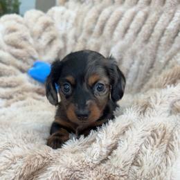 Mini - Dapple female Dachshund puppy in North Fort Myers, Florida from Trust Fund Devil Kennel