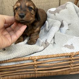Shaded red LH - Sable male Dachshund puppy in Manteca, California from Sweet and Low Dachshunds