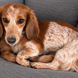 Rye - Dachshund