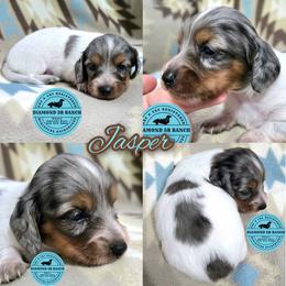 JASPER - Dapple male Dachshund puppy in Columbia, Louisiana from Diamond 5R Ranch AKC & CKC Miniature Dachshunds