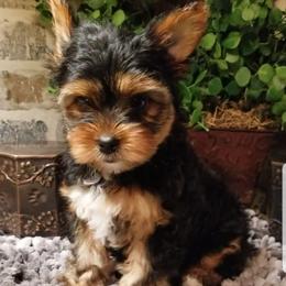 Reece - Black and gold male Yorkshire Terrier puppy in Hot Springs, Arkansas from Kimberly's Lovable Littles