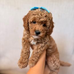 Bella - Apricot female Goldendoodle puppy in Sacramento, California from GoldenDoodle Love