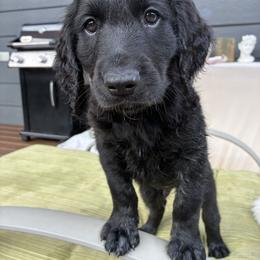 Bullwinkle - Phantom male Goldendoodle puppy in Austin, Texas from Alex's Goldendoodles