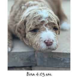 Goldendoodle Puppies from Heather's Goldendoodles