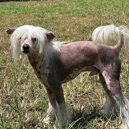 Bentley - Chinese Crested