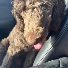 Poodle All Grown Up from Simply Amazing Poodles