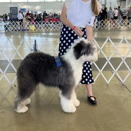 Old English Sheepdog Puppies from Yadah Sheepdogs