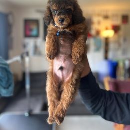 Poodle Puppies from Sankofa Kennel Club