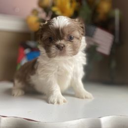 Boy 1 Little Cupcake - Shih Tzu puppy from "Shihtzu Best Friend"