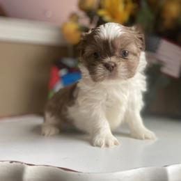 Boy 1 Little Cupcake - Shih Tzu puppy from "Shihtzu Best Friend"