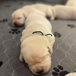 Boy 6 - Yellow male Labrador Retriever puppy in Hutto, Texas from Texas Bluebonnet Labs
