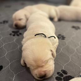 Boy 6 - Yellow male Labrador Retriever puppy in Hutto, Texas from Texas Bluebonnet Labs