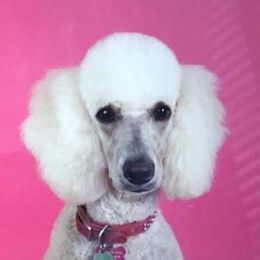 Goldendoodle and Poodle All Grown Up from Posh Poodles and Doodles