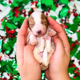 Snow - Parti female Goldendoodle puppy in Kissimmee, Florida from Poodle Doodle Kennels