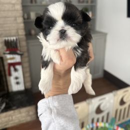 Coraline - Tricolor female Shih Tzu puppy in Connersville, Indiana from Anna’s Farmhouse Shihtzus