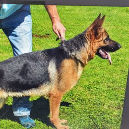 Florana - German Shepherd