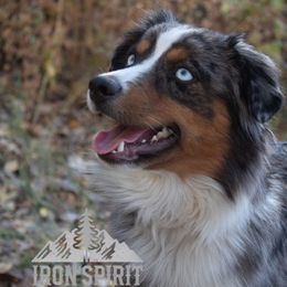 Athena - Toy Australian Shepherd