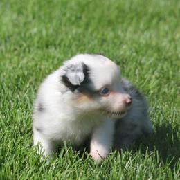 Est - Blue merle male Miniature American Shepherd puppy in Tiskilwa, Illinois from First Harmony Farms