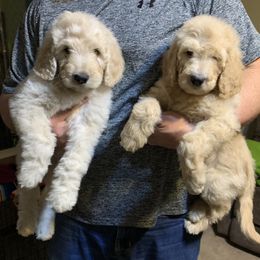 Goldendoodle Puppies from Rolling Acres Doodles and Poodles