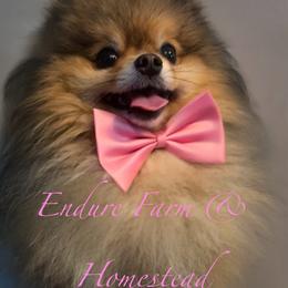 Tater Tot - Pomeranian