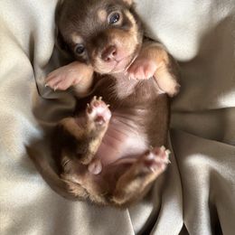 Prada - Chocolate and tan female Chihuahua puppy in Scranton, Pennsylvania from Grammy Farm
