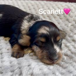 Scarlett - Dapple female Dachshund puppy in Jena, Louisiana from Amy’s Mini Doxies