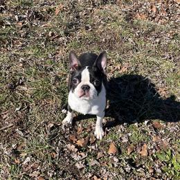 Nova - Black and white female Boston Terrier puppy in Purdy, Missouri from Shotgun Pups