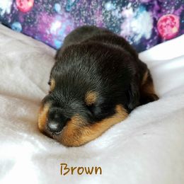 Rottweiler Puppies from Von Hunter Rottweilers