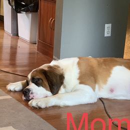 Hunny  - Saint Bernard