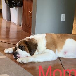 Hunny  - Saint Bernard