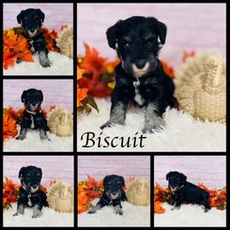 Biscuit - Black and silver male Miniature Schnauzer puppy in Springfield, Tennessee from My Lovable Schnauzers