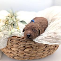 Otter Pop - Red  male Goldendoodle puppy in Blackfoot, Idaho from Riverside Poodles